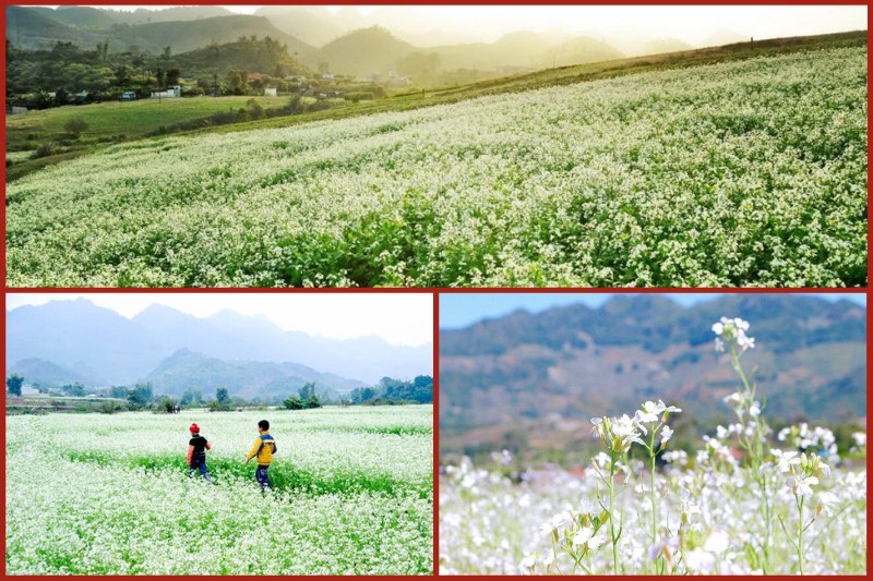 The best time when white mustard flowers bloom in Moc Chau